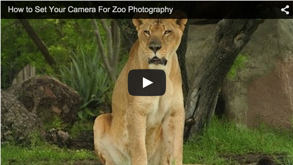 Setting Your Camera For The Zoo